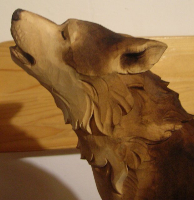 Vyjící vlk, detail hlavy